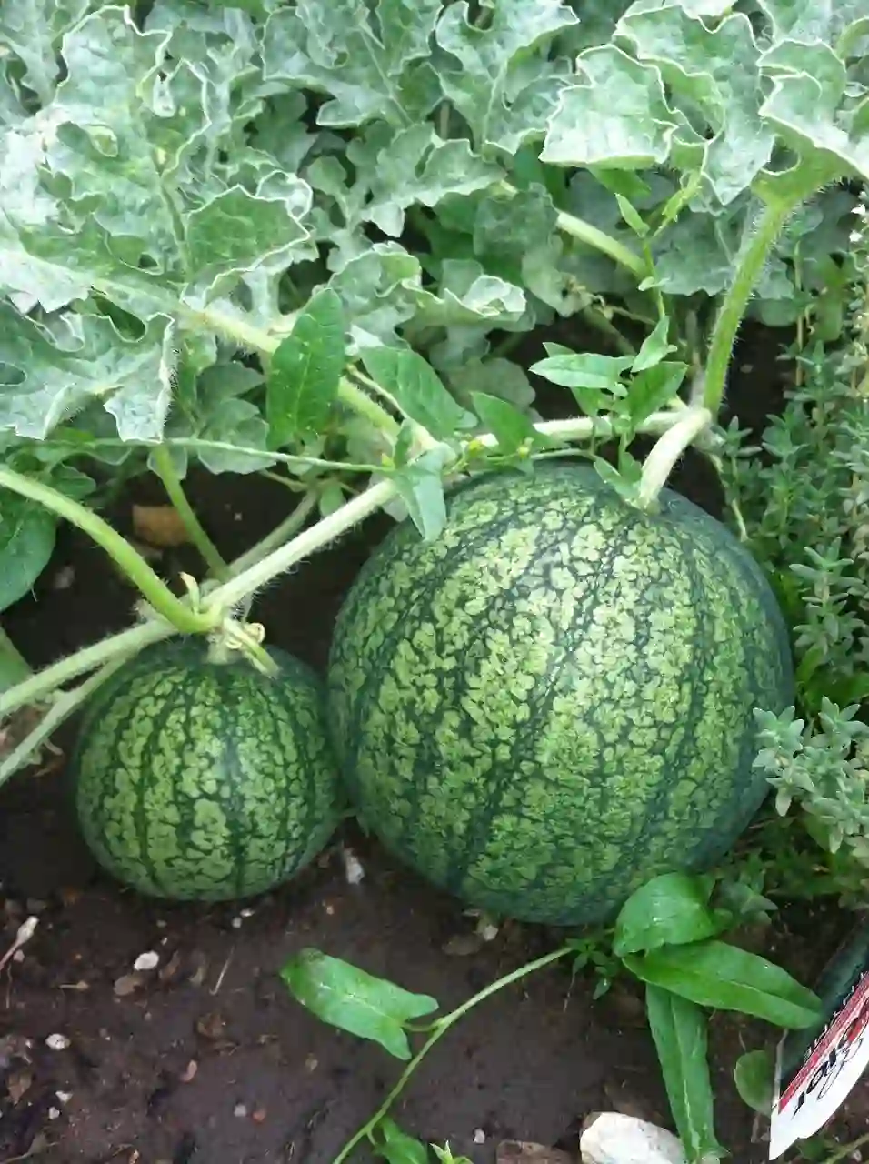 melons